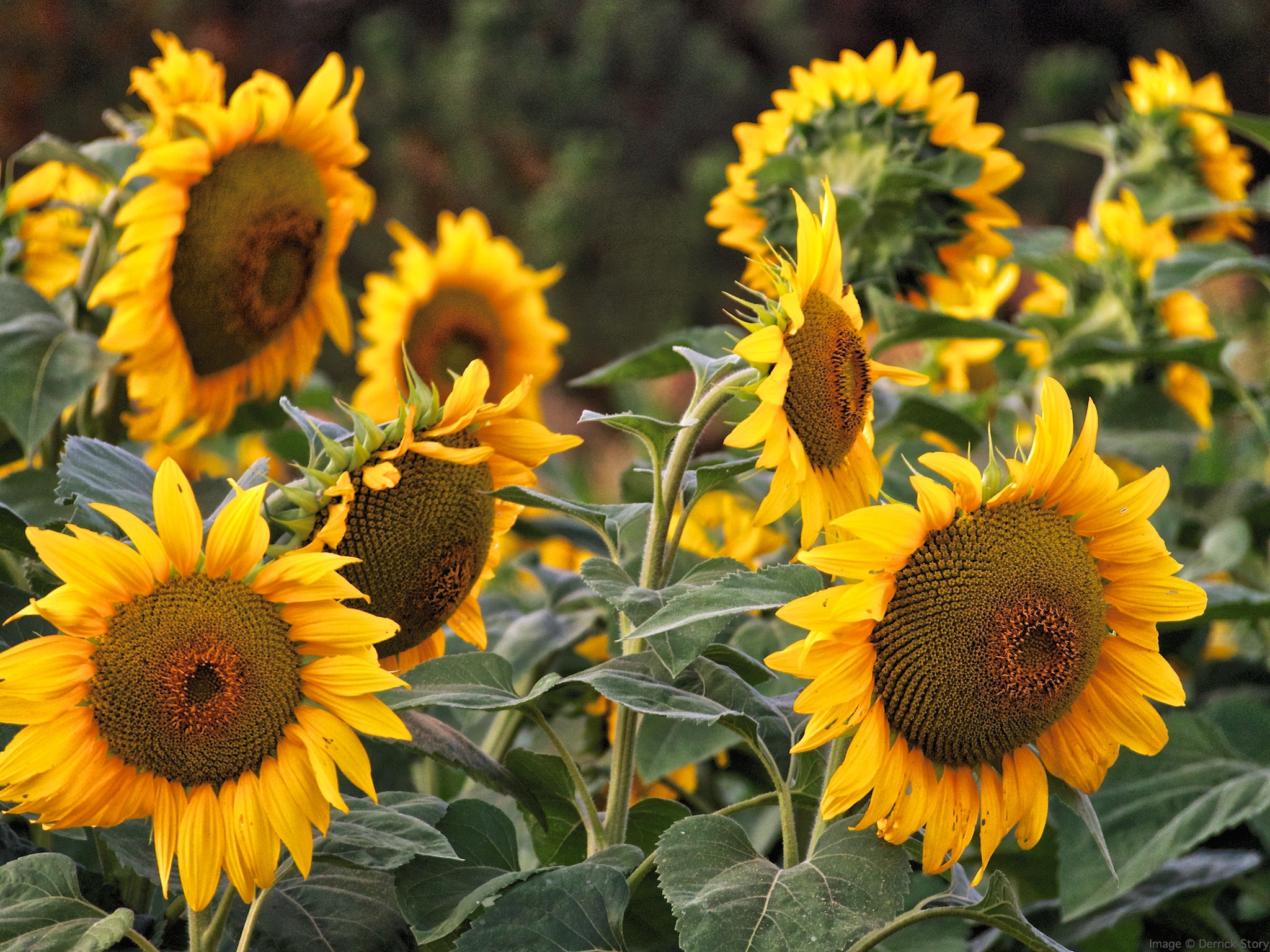 Sunflowers at Sunset - The Digital Story